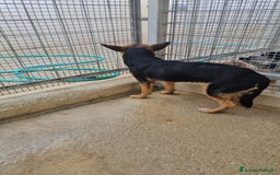 Meticcio cani in regalo: Lucio: cucciolotto taglia piccola timido dolce  - Annuncio 5