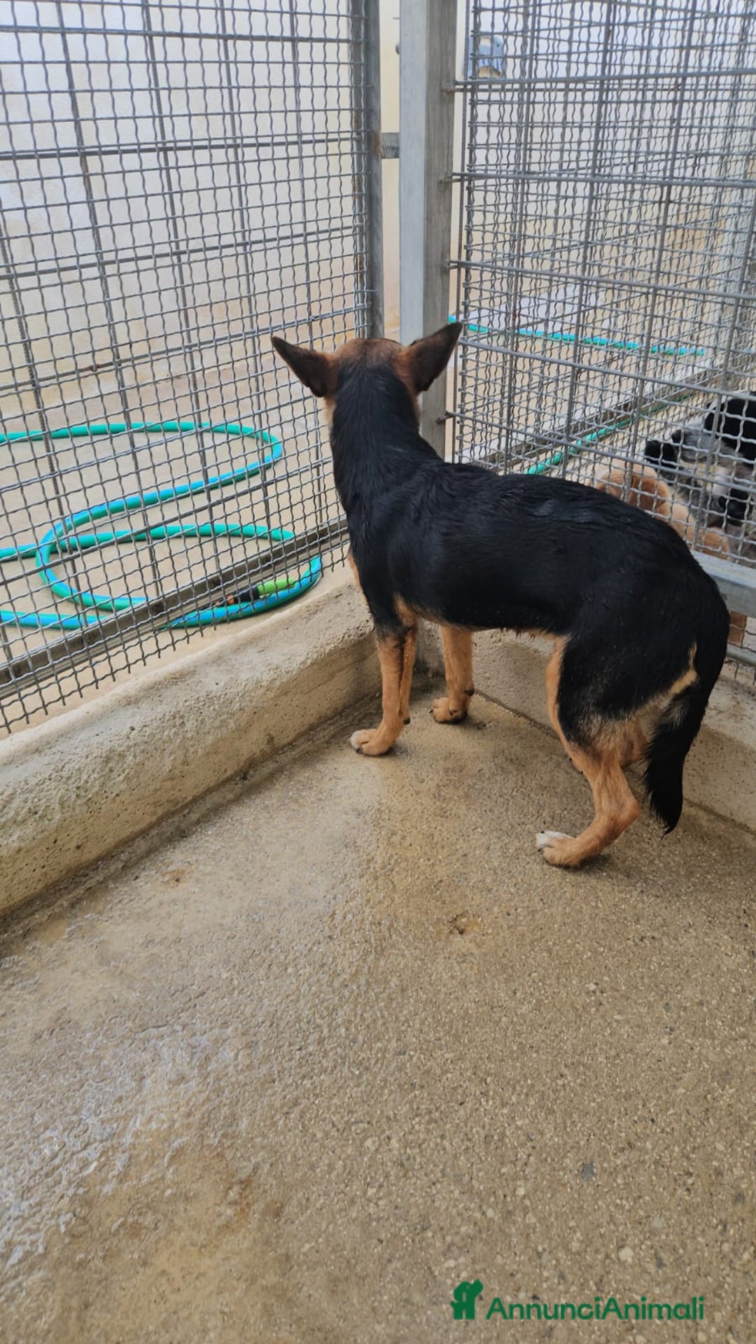 Meticcio cani in regalo: Lucio: cucciolotto taglia piccola timido dolce  - Annuncio 5