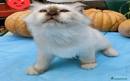 Sacro di Birmania gatti in vendita: Gattini Sacro di Birmania  - Immagine 7