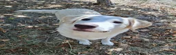 Meticcio cani in regalo: Flora  a Provincia di Potenza - Annuncio 3