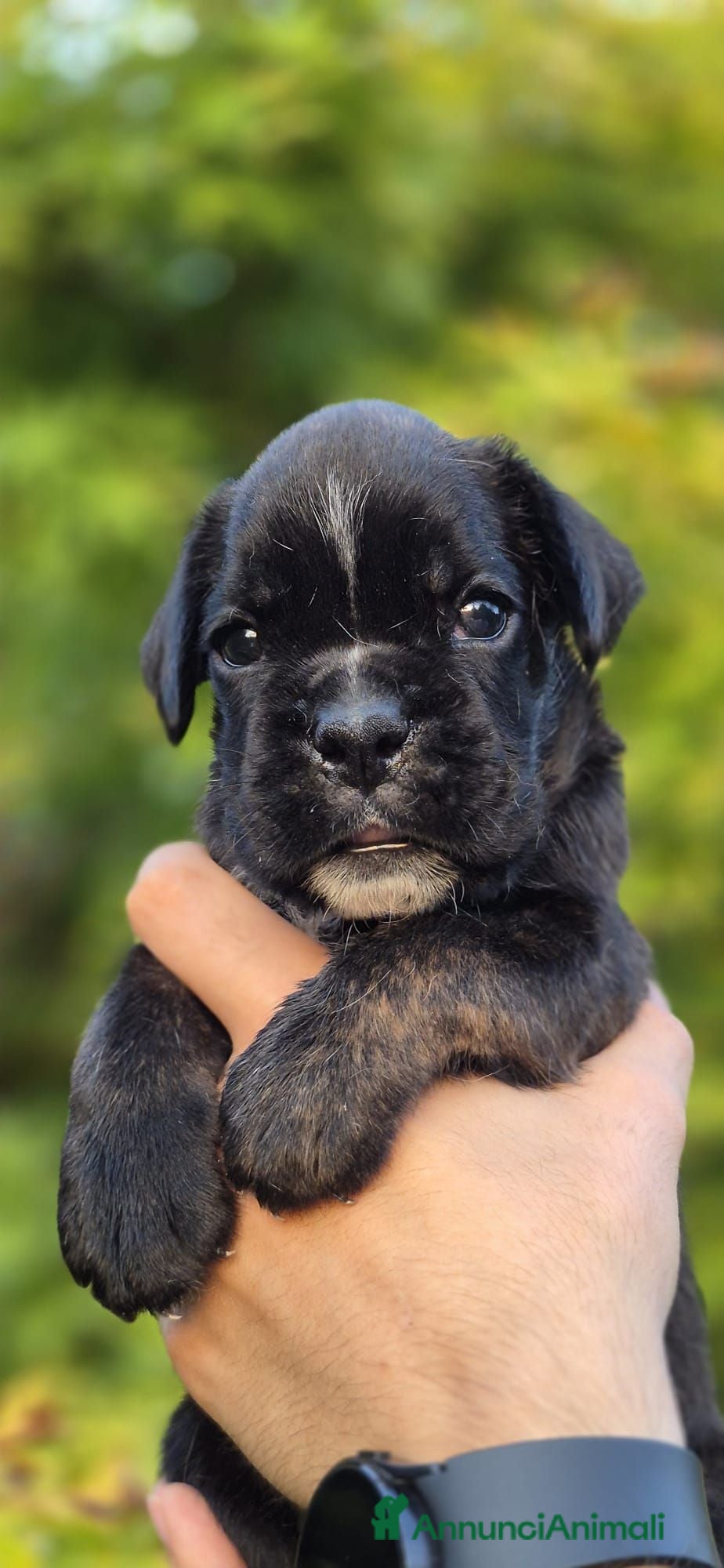 Boxer cani Cuccioli boxer - Annuncio 8
