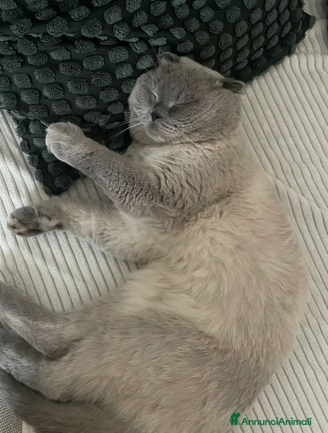 Scottish gatti per accoppiamento: Cerco gatta scottish strainght/british  a Provincia di Lecco - Annuncio 4