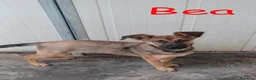 Meticcio cani in regalo: Melody e Bea dolcissime cucciole in adozione - Annuncio 8
