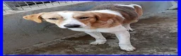 Meticcio cani in regalo: ROSE dolce triste patatina! - Annuncio 6