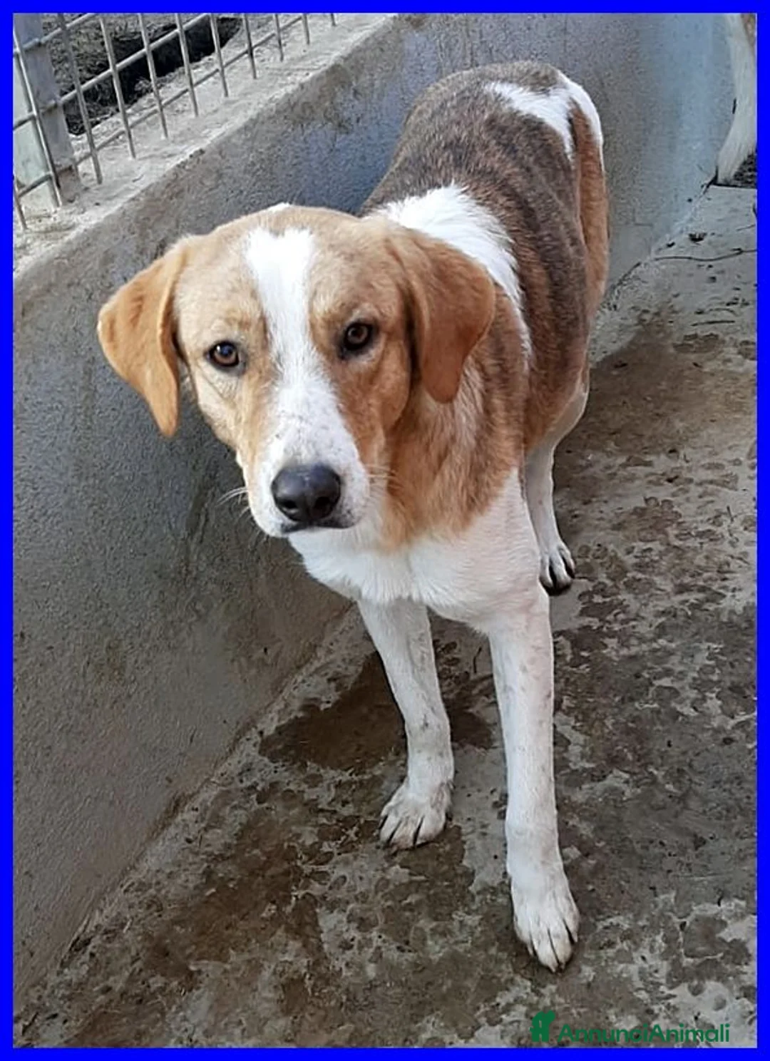 Meticcio cani in regalo: ROSE dolce triste patatina! - Annuncio 6