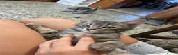 Meticcio gatti in vendita: Gattina giocosa  - Annuncio 3