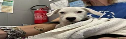 Meticcio cani in regalo: Diego, 1 anno, cerca famiglia  - Annuncio 1