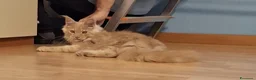 Maine Coon gatti in vendita: torna disponibile maine coon cucciolo  - Annuncio 14