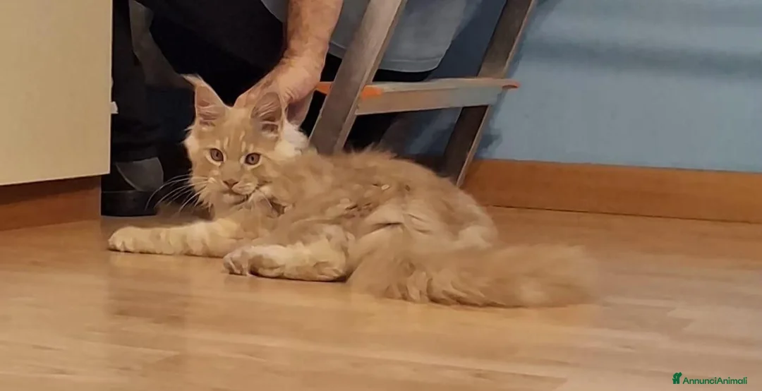 Maine Coon gatti in vendita: torna disponibile maine coon cucciolo  - Annuncio 14