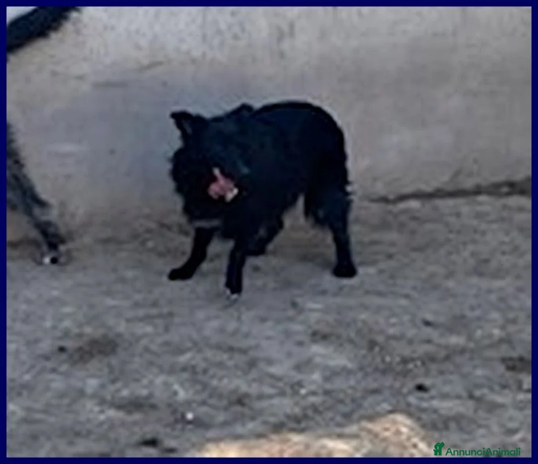 Meticcio cani in regalo: SABRINA 3-4anni una timidina - Annuncio 1