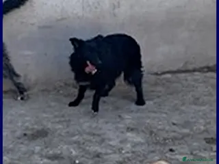 Meticcio cani SABRINA 3-4anni una timidina - Annuncio 38