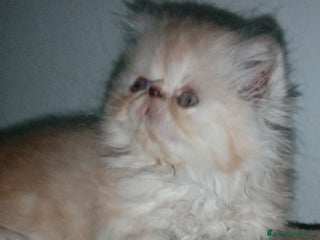 Persiano gatti Cuccioli gatto Persiano pura razza - Annuncio 3