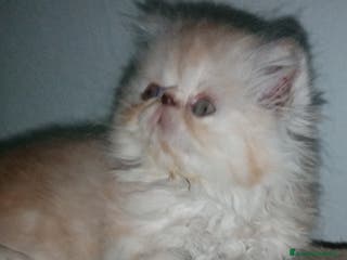 Persiano gatti Cuccioli gatto Persiano pura razza - Annuncio 8