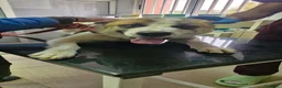 Meticcio cani in regalo: Ronny, un meticcio pronto a farsi amare - Annuncio 3