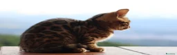 Bengala gatti in vendita: Cuccioli Bengala a Provincia di Cosenza - Annuncio 15