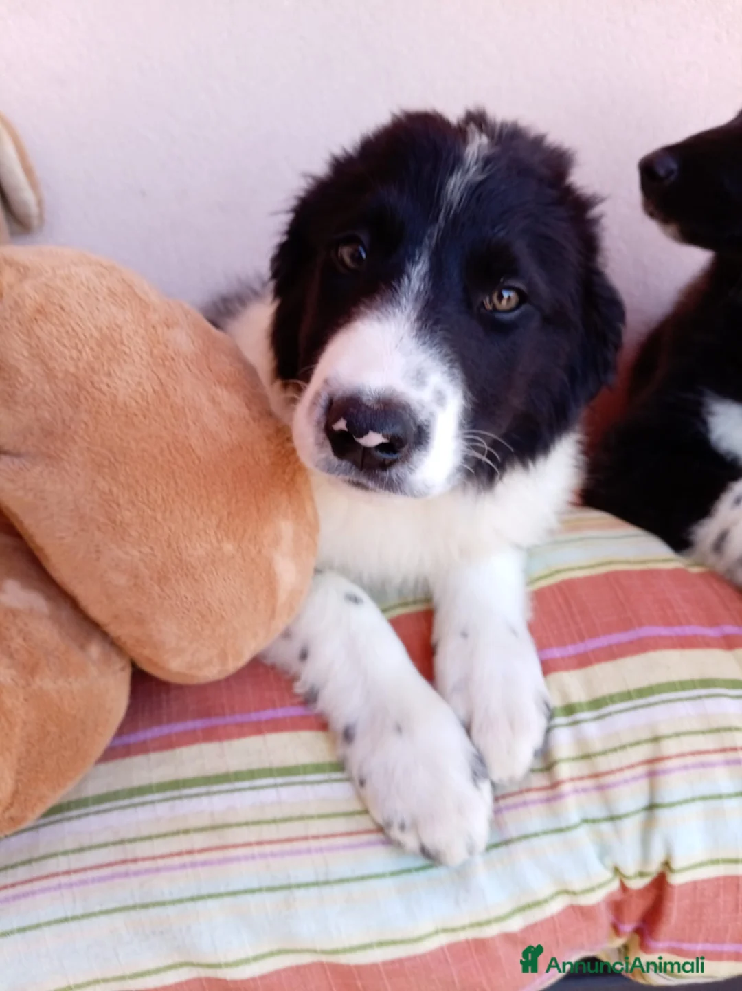 Meticcio cani in regalo: Pistacchio bellissimo cucciolo simil border collie a Città metropolitana di Milano - Annuncio 3
