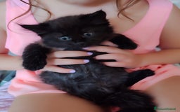 Siberiano gatti in vendita: Gattini siberiani  a Provincia di Padova - Immagine 4