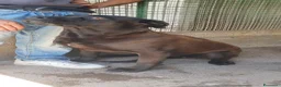 Labrador cani in regalo: Calimera, Labrador mix in Canile - Annuncio 12