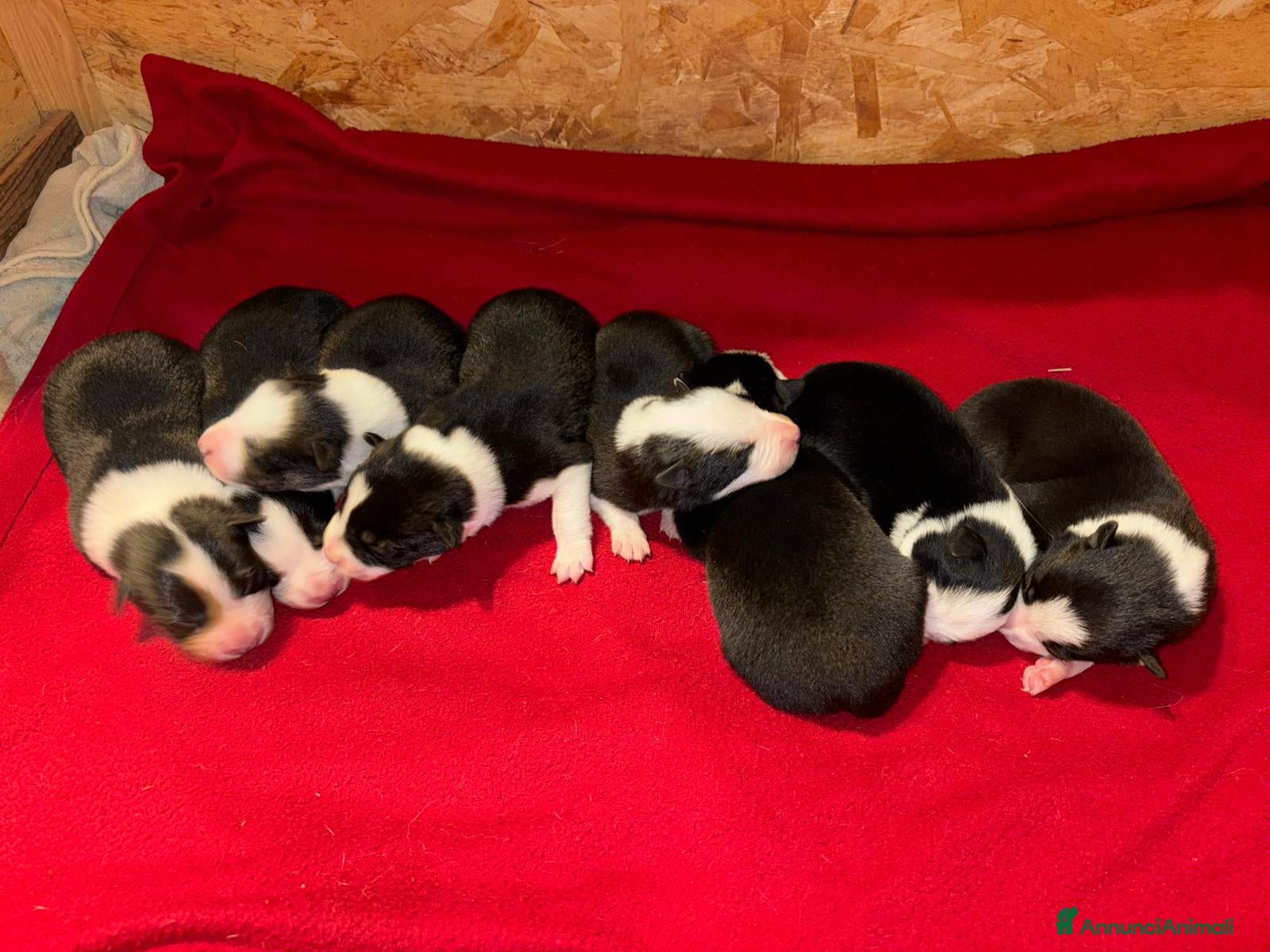 Border Collie cani Border collie linea da lavoro  - Annuncio 2