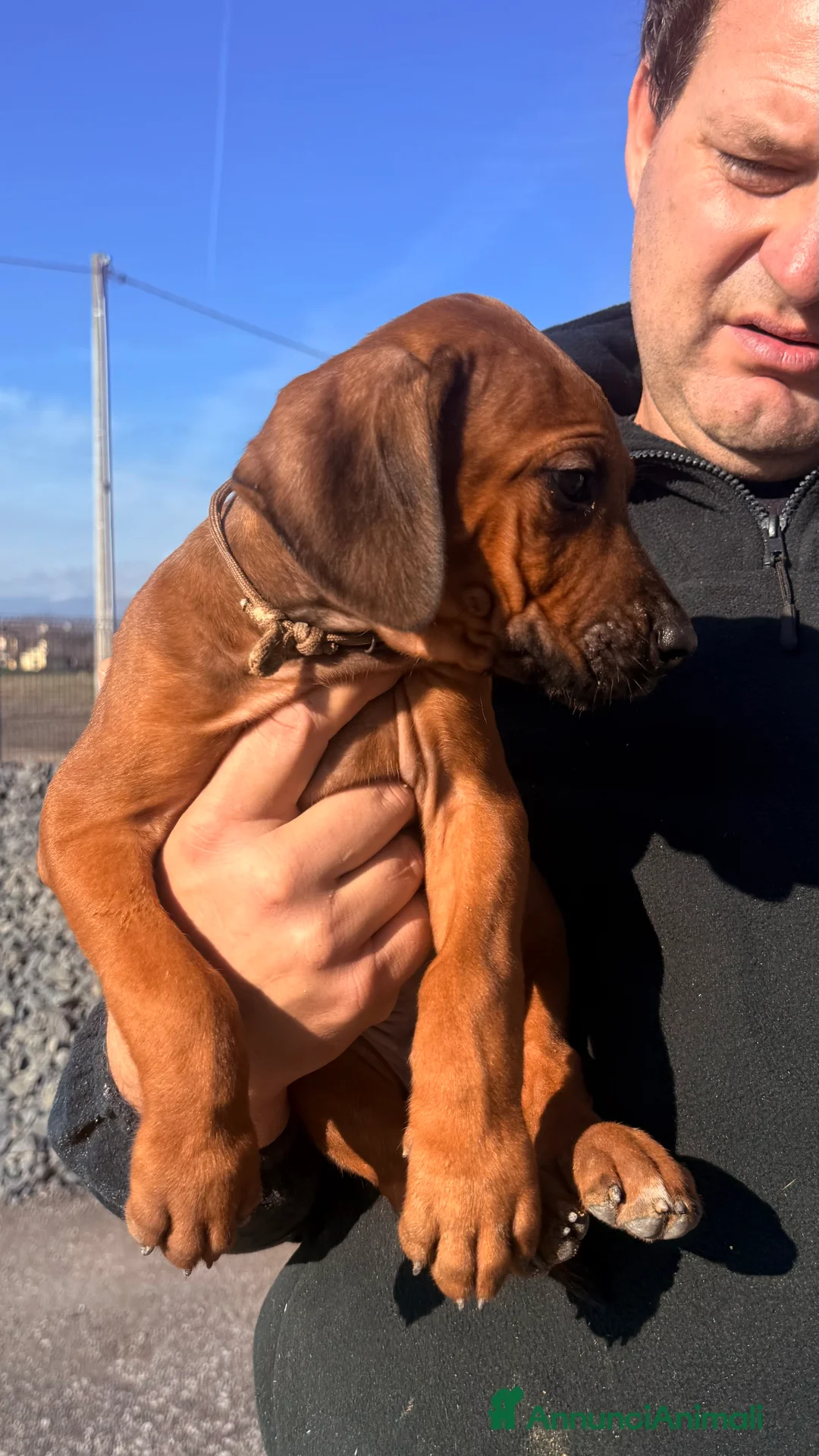 Rhodesian Ridgeback cani in vendita: Splendidi cuccioli di Rhodesian Ridgeback  - Annuncio 5