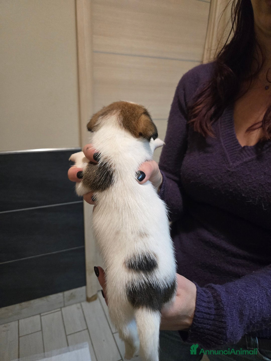 Jack Russell cani in vendita: Cuccioli Jack Russell Terrier - Annuncio 14