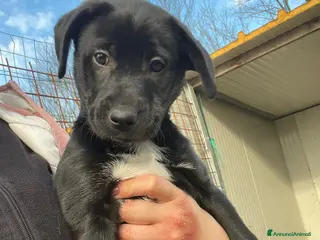 Meticcio cani ADOTTA LA TENERA VITTORIA - Annuncio 27