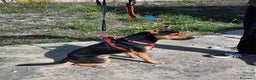 Meticcio cani in regalo: Morbidello in adozione - Annuncio 4
