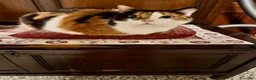 Meticcio gatti in regalo: GATTINI  a Città metropolitana di Milano - Annuncio 2