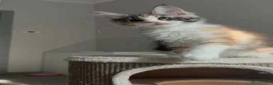 Maine Coon 2