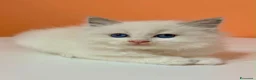 Ragdoll gatti in vendita: cuccioli di ragdoll - Annuncio 12