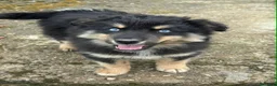 Husky cani in regalo: YUKON & ALASKA, magnifici cuccioli OCCHI BLU! - Annuncio 4