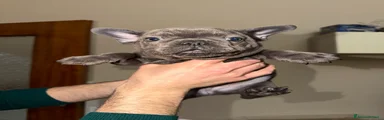 Bulldog Francese Cucciolo 3