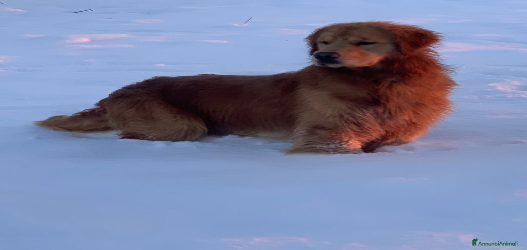 Immagine della galleria {{count}}