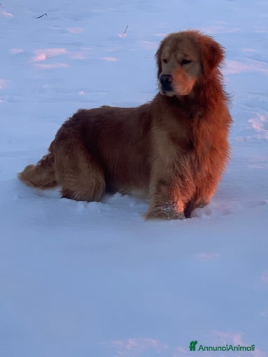 Immagine della galleria {{count}}