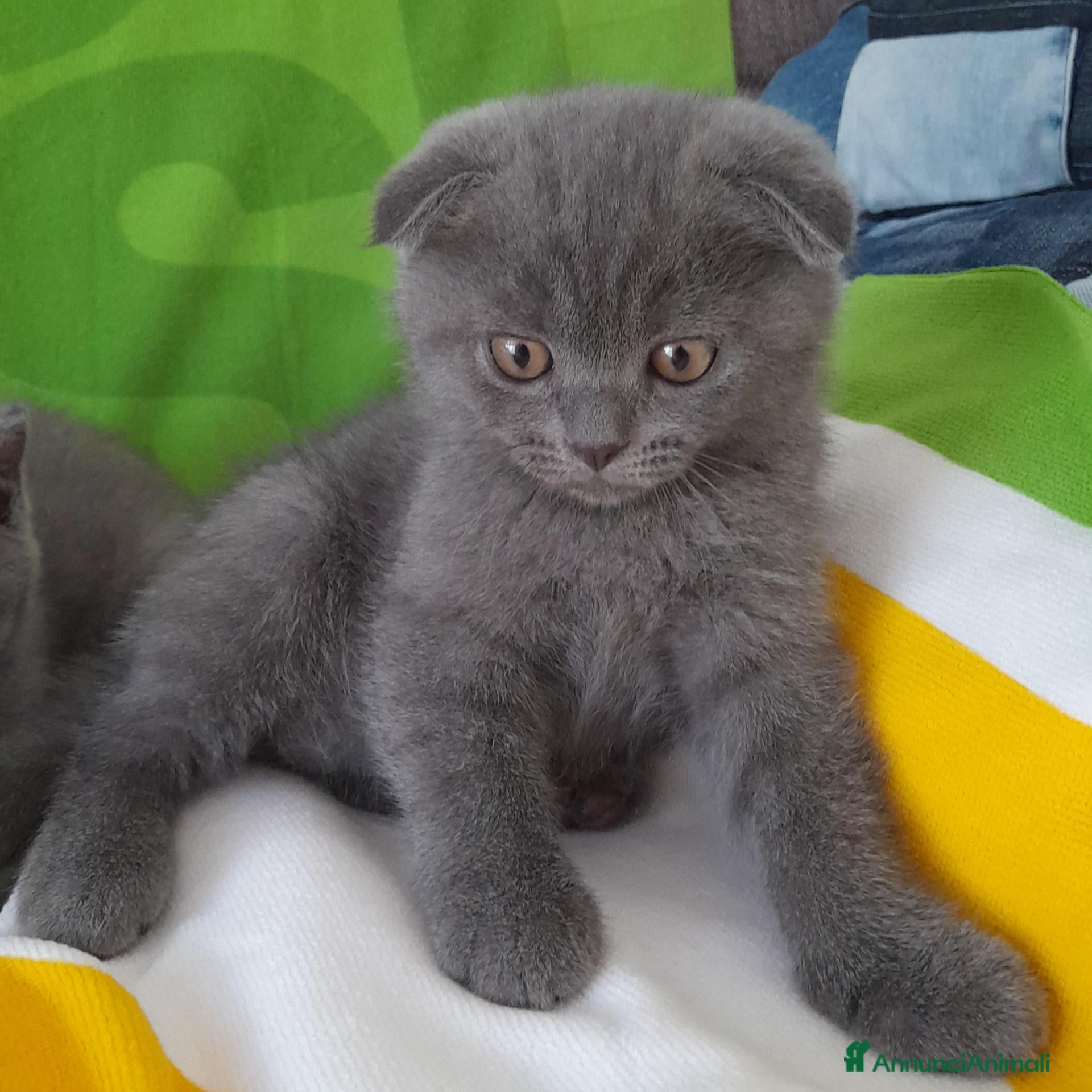 Scottish gatti Cucciolo Scottish fold  - Annuncio 1