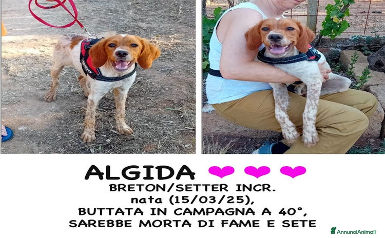 Meticcio cani a Provincia di Bergamo - Annuncio 5