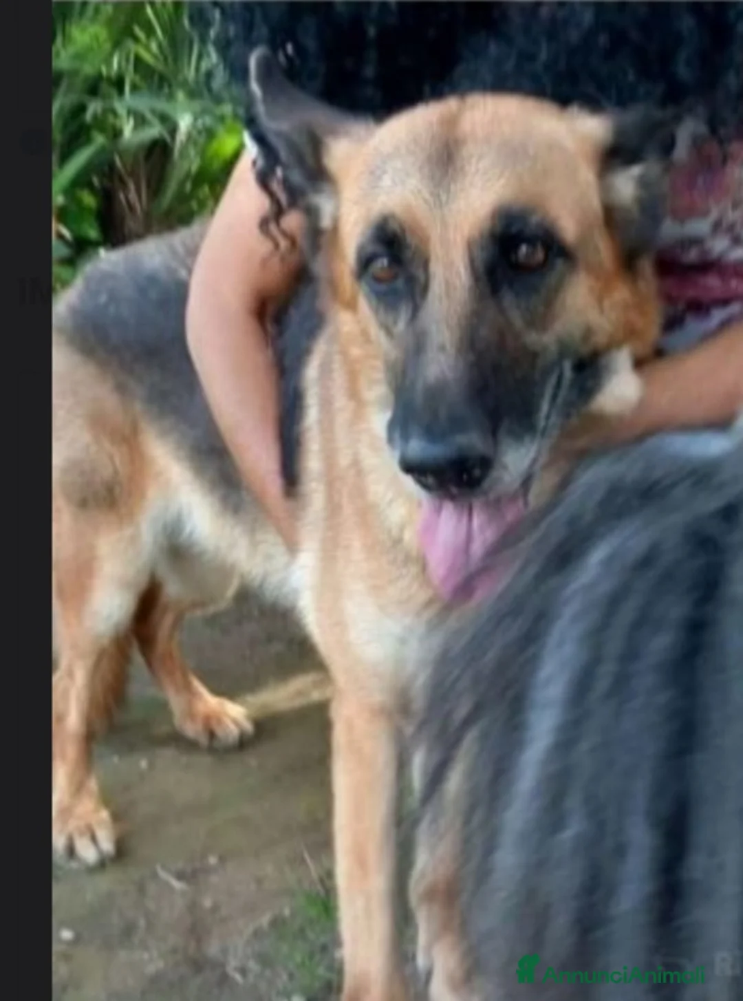 Pastore Tedesco cani in regalo: Pastore Tedesco femmina 8anni aspetta da anni.NAPO a Città metropolitana di Milano - Annuncio 3