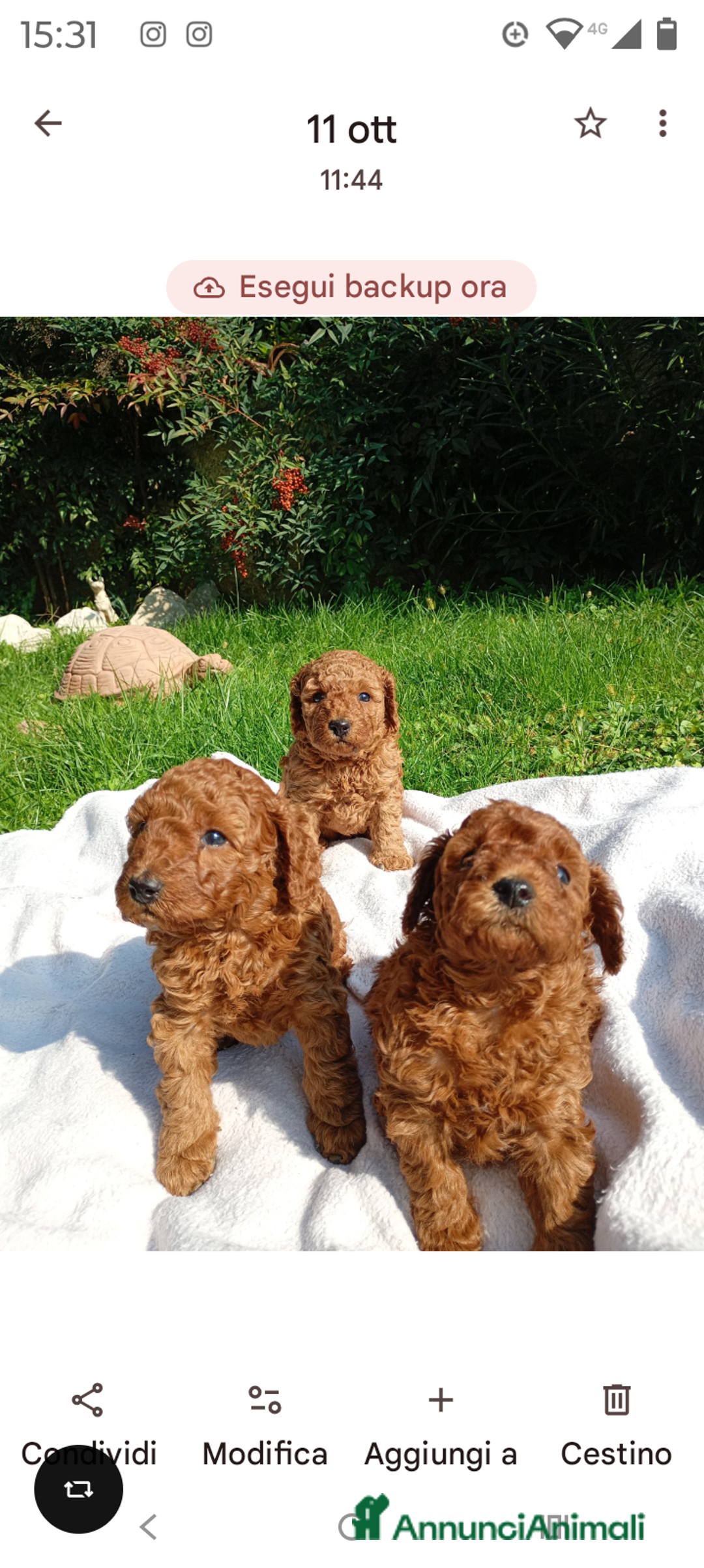 Barboncino Toy cani in vendita: Barboncini Toy Red  - Annuncio 4