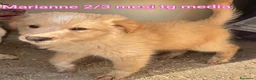 Meticcio cani in regalo: TANTI CUCCIOLI SOLI! a Provincia di Vicenza - Annuncio 9