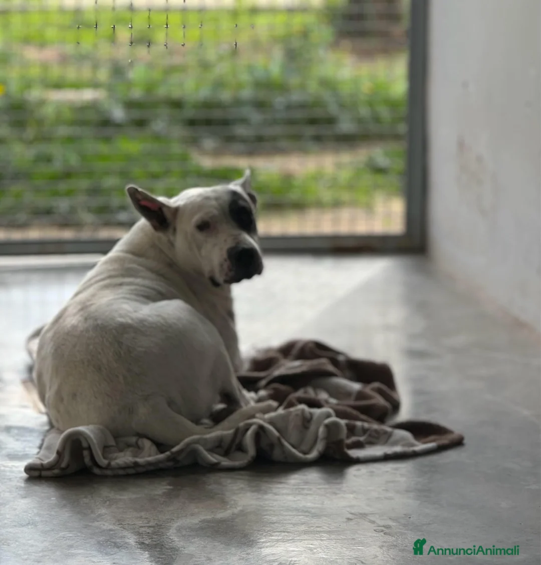 Meticcio cani in regalo: MAGDA, MIX DOGO,45 KG a Città Metropolitana di Bologna - Annuncio 1