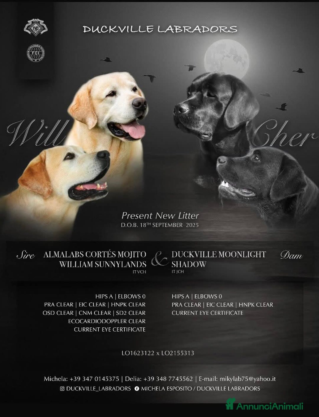 Labrador cani in vendita: Labrador cuccioli  - Annuncio 2