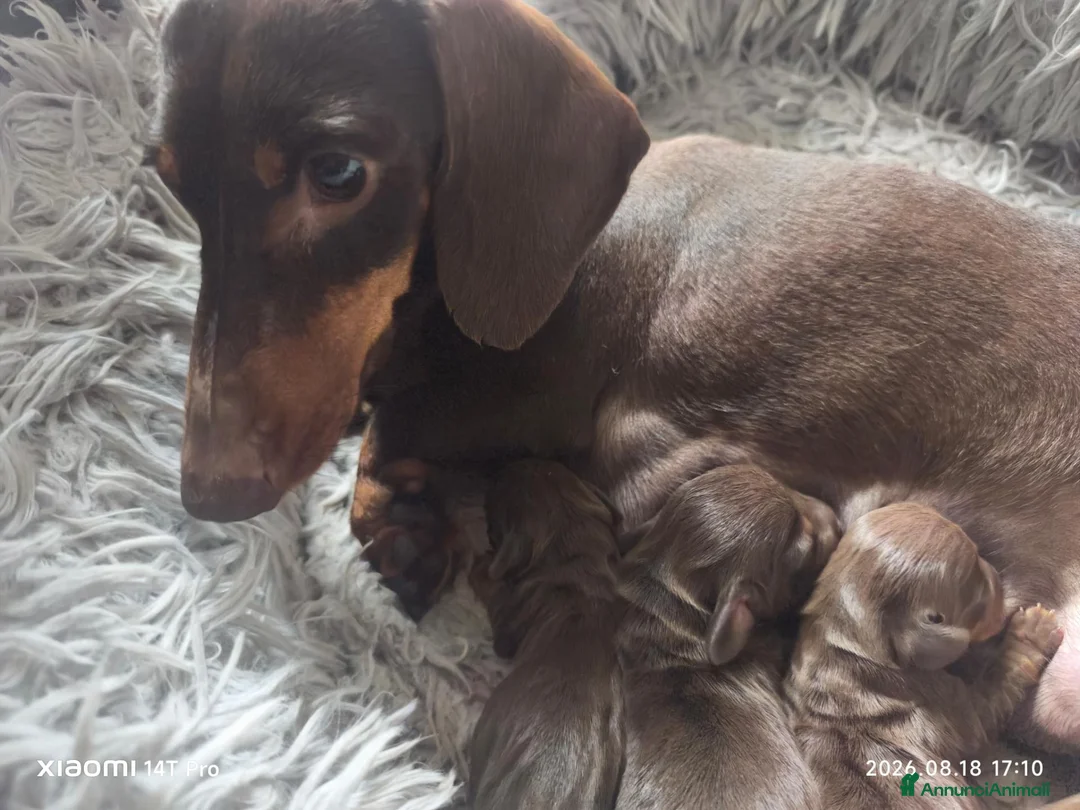 Bassotto cani in vendita: Bassotto tedesco kaninchen ENCI  - Annuncio 6