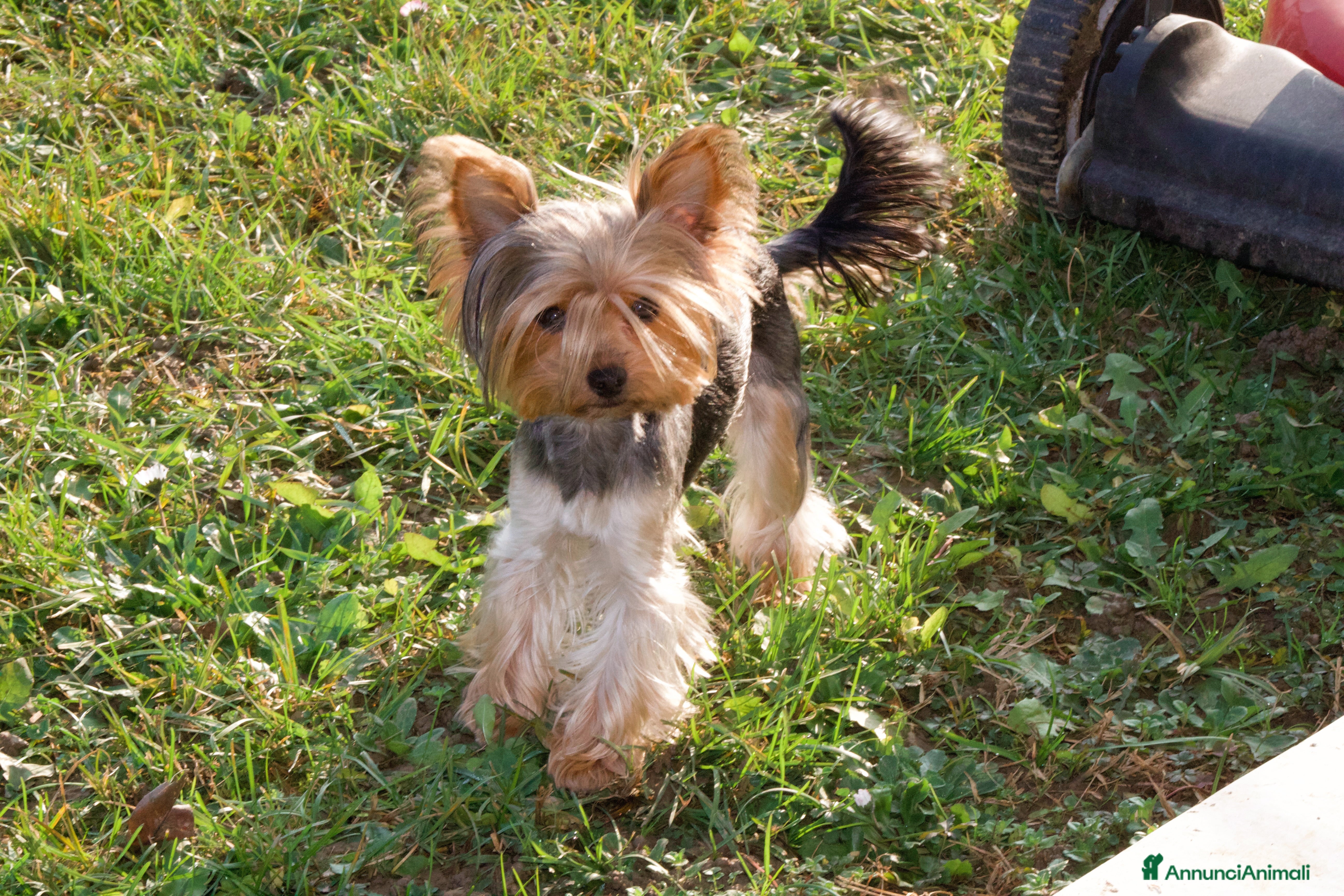 Yorkshire cani Per accoppiamento - Annuncio 1