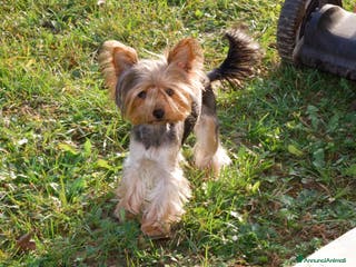 Yorkshire cani Per accoppiamento - Annuncio 19