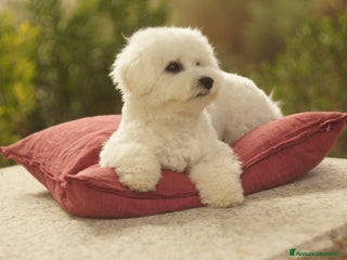 Bichon cani Il Miracolo di Natale Ha il Musetto Bagnato! a Provincia del Sud Sardegna - Annuncio 3