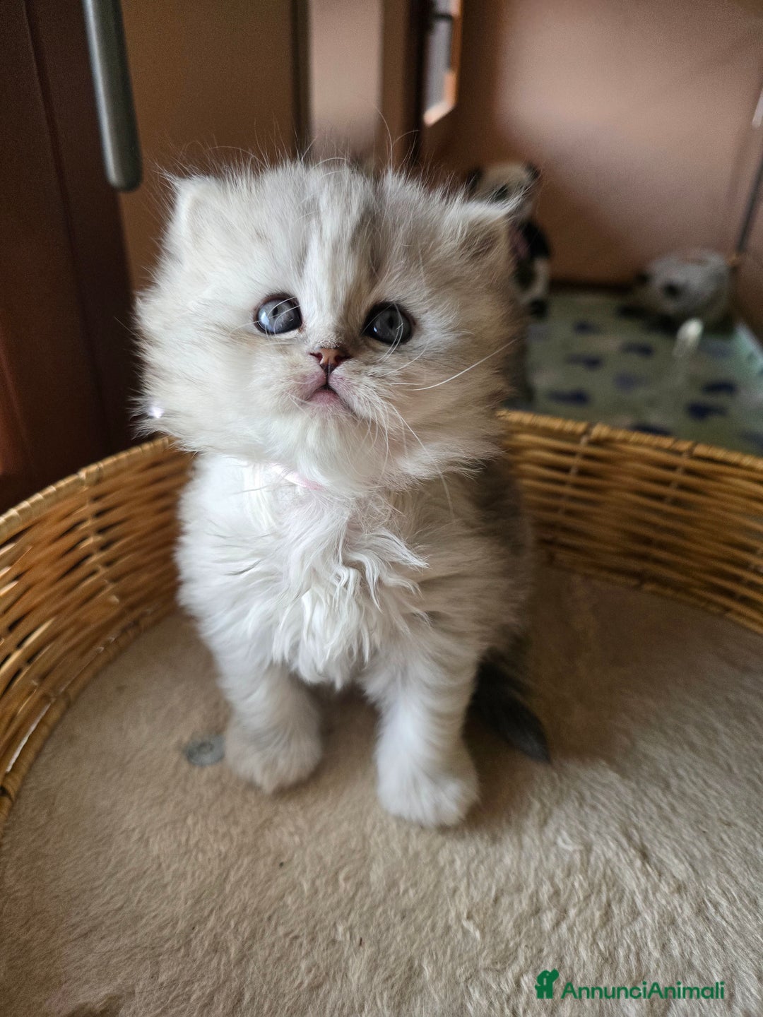 Scottish gatti in vendita: Gattini Scottish fold e straight silver shaded - Annuncio 1
