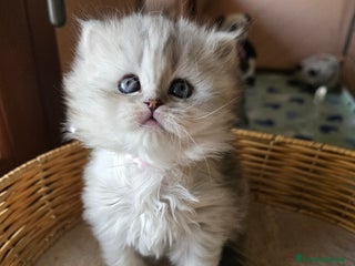 Scottish gatti Gattini Scottish fold e straight silver shaded - Annuncio 1