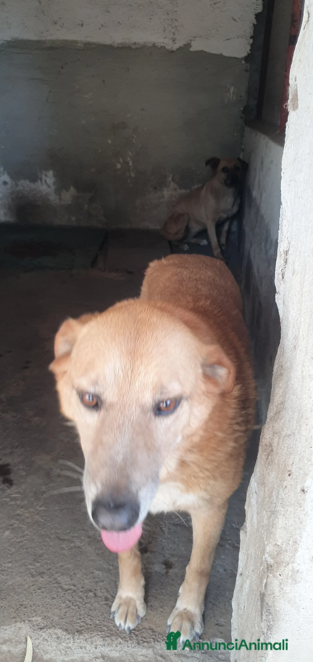 Meticcio cani in regalo: Orazio in Canile - Annuncio 2