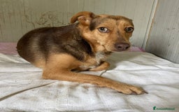 Meticcio cani in regalo: SOS BIANCANEVE - Immagine 1