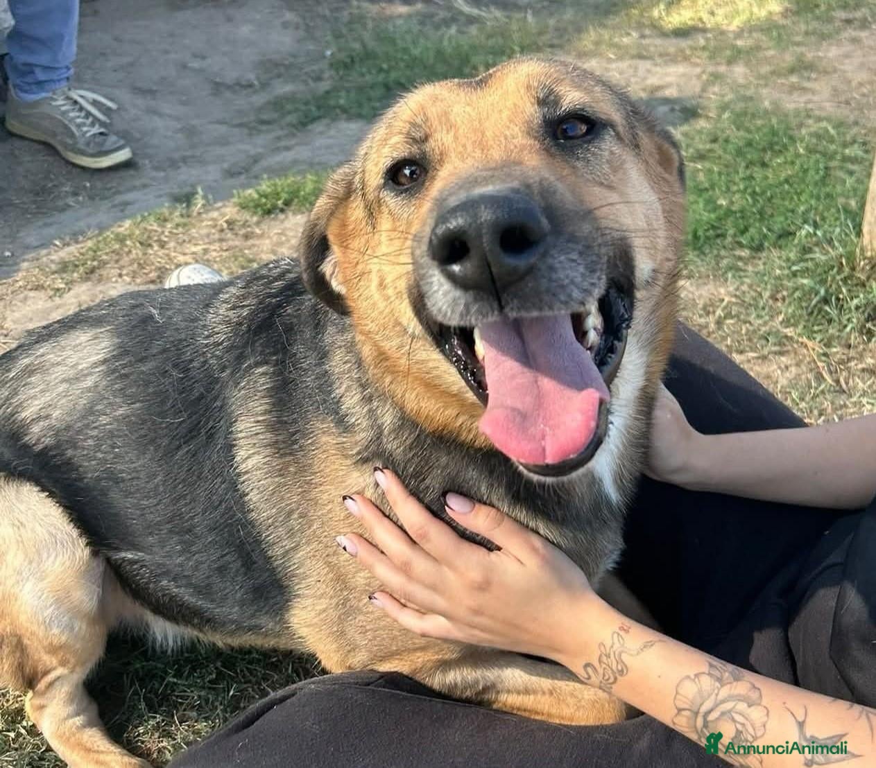 Meticcio cani in regalo: Lulù, strepitosa simil Pastore Tedesco  - Annuncio 1